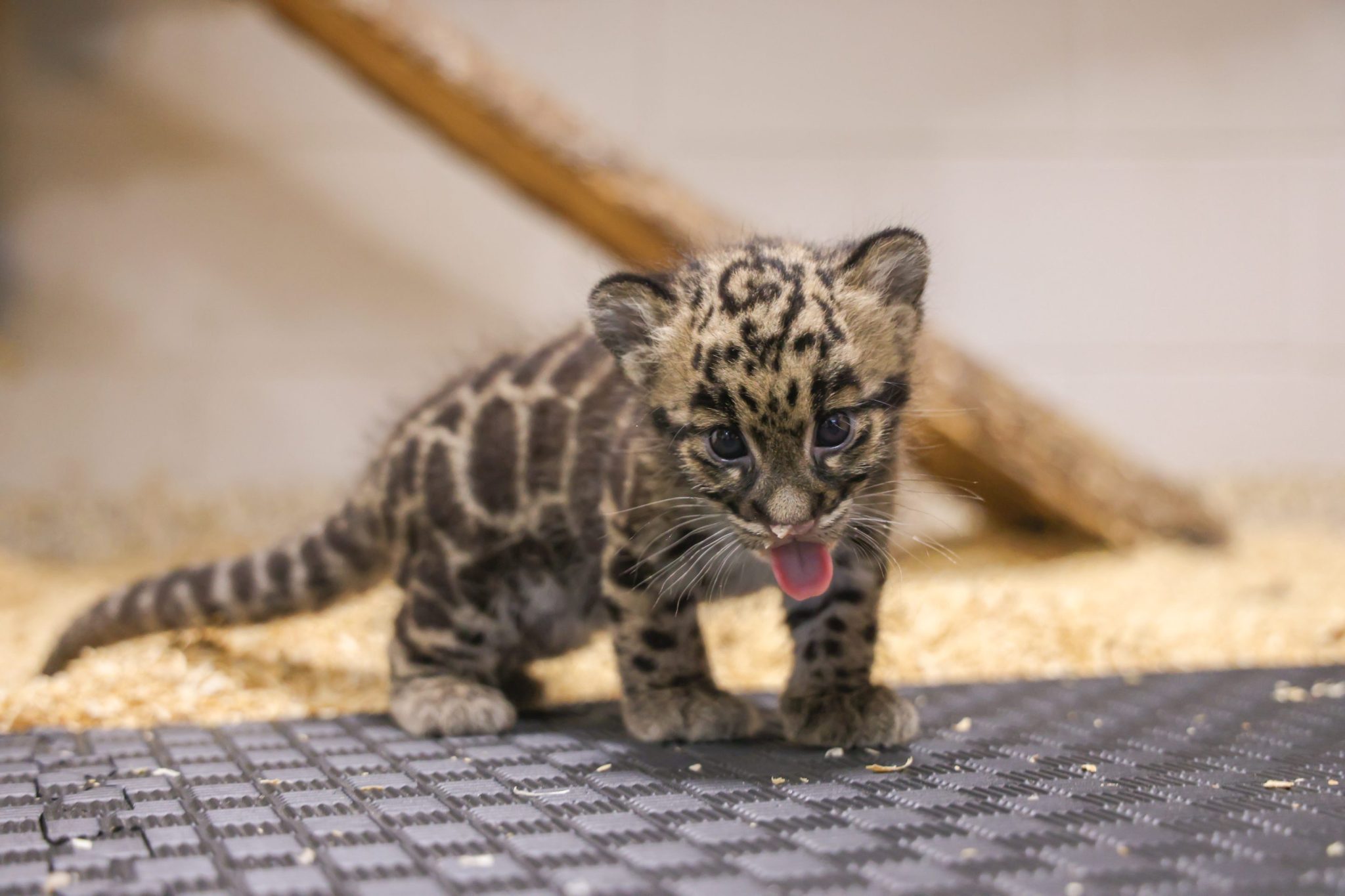 America’s AI hunger has reached the Nashville Zoo and its endangered animals may be the ones to pay the price