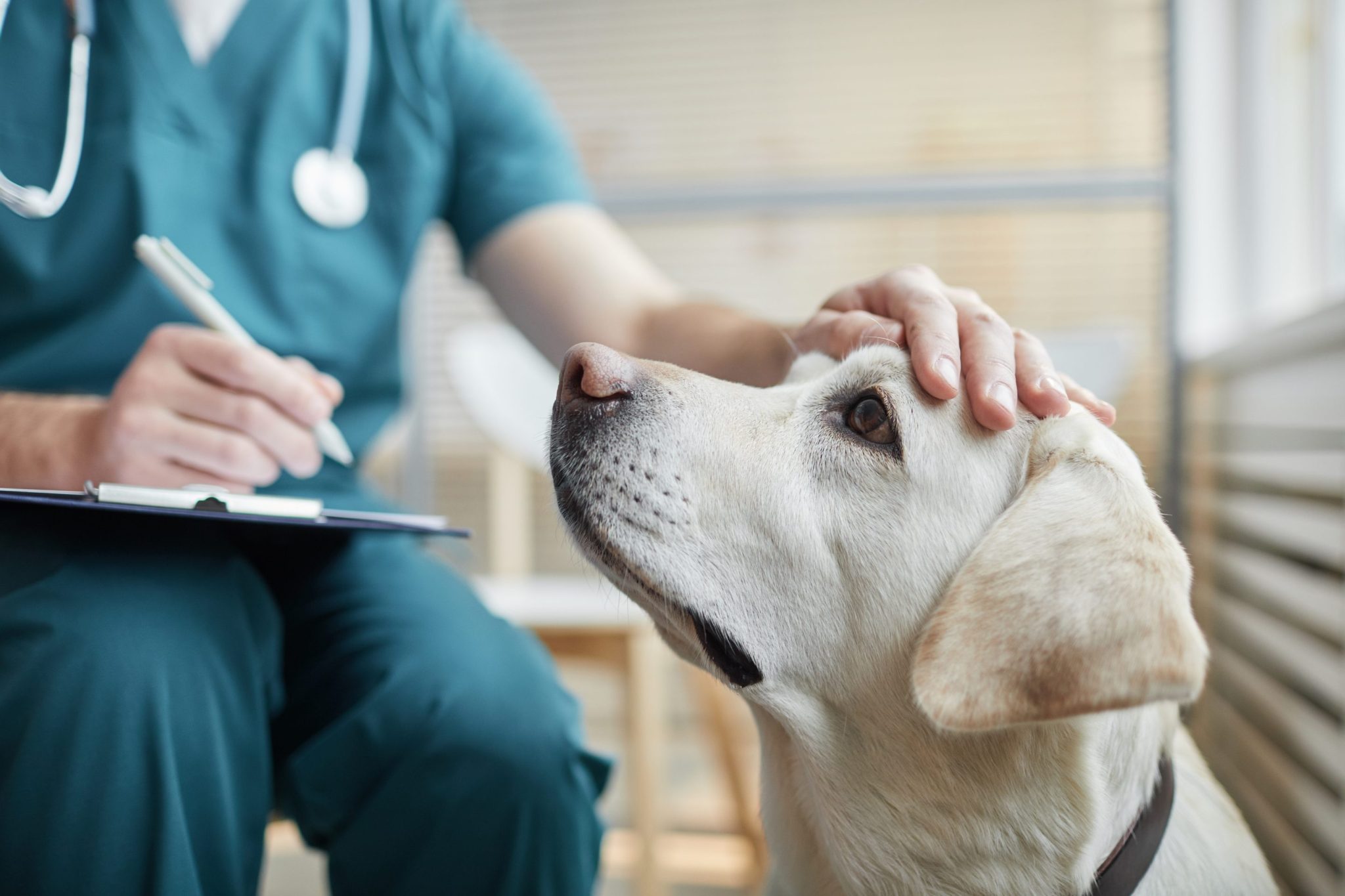 A pet emergency can cost $8,000. For millions of Americans, that bill is now a ‘life and death’ decision